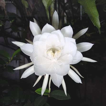 Fotky: Cereus (foto, obrazky)