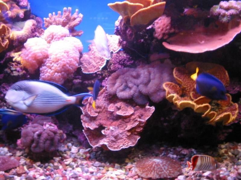 Foto: Izrael-Rud� more