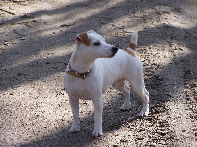 Fotky: Jack Russel�v Teri�r (foto, obrazky)
