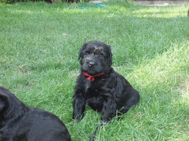 Fotky: Kn�ra� velk� (foto, obrazky)