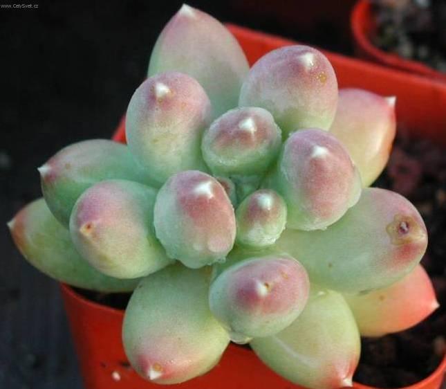 Fotky: Pachyphytum (foto, obrazky)