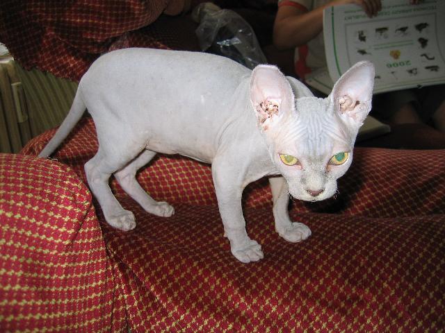 Fotky: Sphynx (foto, obrazky)