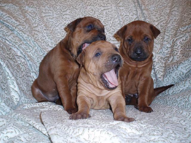 Fotky: Thajsk ridgeback (foto, obrazky)