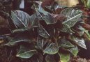 :  > Aglaonema (Aglaonema rotundum)