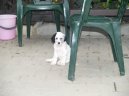 :  > Anglick setr (English setter)