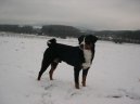 Ps plemena:  > Appenzellsk salanick pes (Appenzeller Sennenhund)