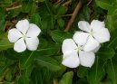 Pokojov rostliny:  > Barvnek rov, katarantus (Catharanthus roseus)