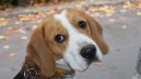 Ps plemena:  > Bgl (Beagle)