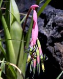 :  > Billbergie (Billbergia)