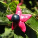 Pokojov rostliny:  > Blahoke, klerodendrum (Clerodendrum)