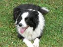 Ps plemena:  > Border kolie (Border Collie)