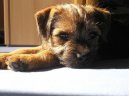 :  > Border terir (Border Terrier)