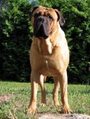 :  > Bullmastif (Bullmastiff)