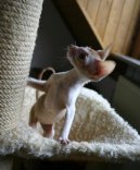 Koky:  > Cornish Rex