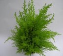 :  > Cypi velkoplod (Cupressus macrocarpa)