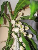 :  > Drainec, dracna (Dracaena)