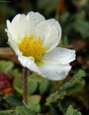 :  > Drydka osmiplten (Dryas octopetala)