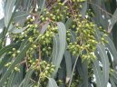 Pokojov rostliny:  > Eukalypt, Blahovink Kulatoplod (Eucalyptus globulus)