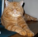 :  > Exotick krtkosrst koka (Exotic Shorthair Cat)