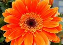 Fotky: Gerbera (foto, obrazky)