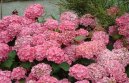 :  > Hortenzie velkolist (Hydrangea)