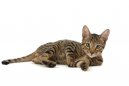 :  > Household Pet (Serengeti Cat)