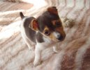 Jack Russelv Terir