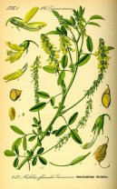 :  > Komonice Lkask (Melilotus officinalis)