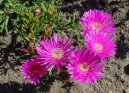 Lampranthus