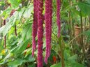 :  > Lskavec (Amaranthus)