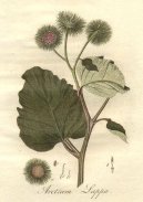 :  > Lopuch Vt (Arctium lappa)