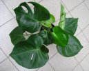 Fotky: Monstera (foto, obrazky)