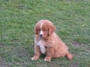 Ps plemena:  > Novoskotsk retrvr (Nova Scotia Duck Tolling Retriever)