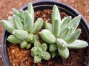 Pachyphytum