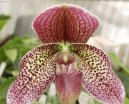 Fotky: Pafiopedilum, stevinkovec (foto, obrazky)