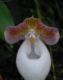 Fotky: Pafiopedilum, stevinkovec (foto, obrazky)