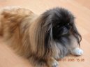 Pekingsk palcov psk, pekinz