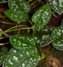 Pilea