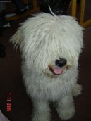 Ps plemena:  > Puli (Hungarian Puli)