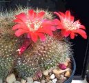 :  > Rebutia miniscula