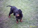 Ps plemena:  > Skotsk setr, Gordonsetr (Scotch Setter, Gordon Setter)