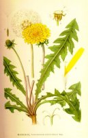 Pokojov rostliny:  > Smetanka Lkask (Taraxacum officinale)