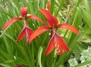 Sprekelia formosissima