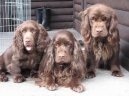 Ps plemena:  > Sussex panl (Sussex Spaniel)