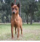 Thajsk ridgeback