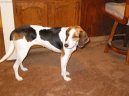 Treeing Walker Coonhound