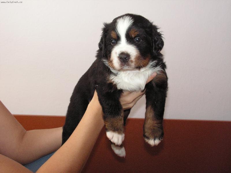 Foto: Atosek Rexigo -4 t�dny