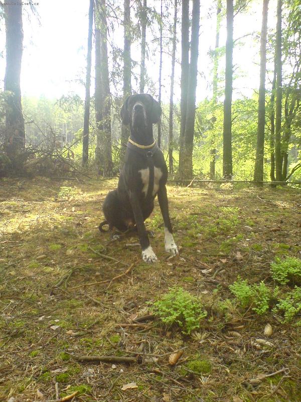 Foto: Dante �esk� Sirius