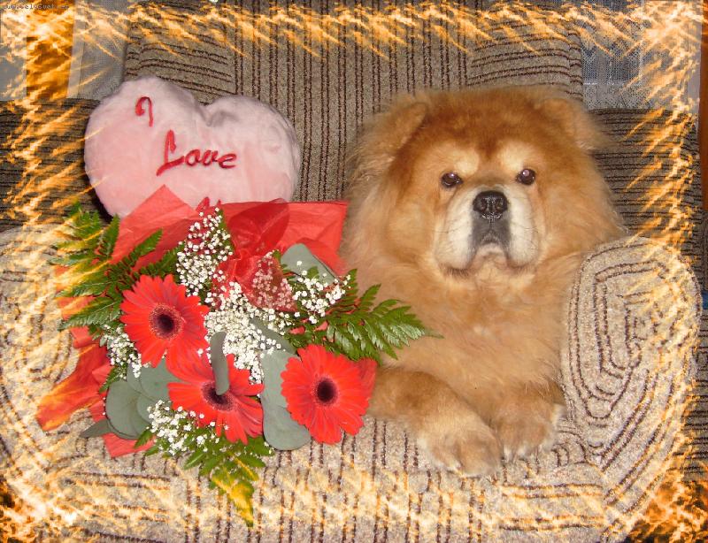 Foto: Ustora Haltrava-Torinka s kytkou