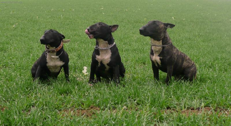 Foto: Ozzy, Zoro, Bul�k J.